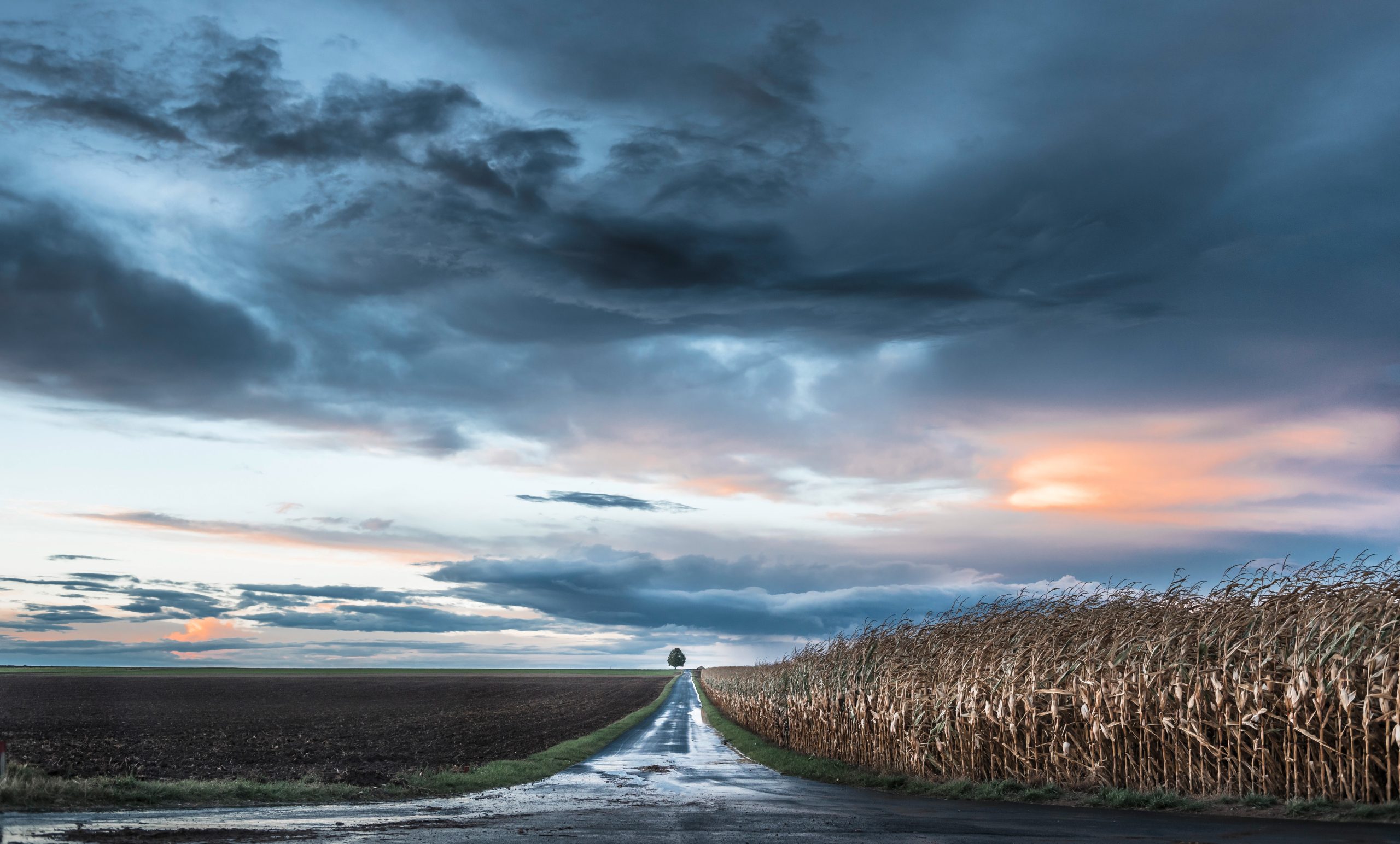 Beautiful road going through a farm and a cornfield with a tree at the end under the colorful sky
